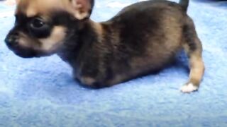 Tiniest Puppy Loves To Race Around On His Wheels | The Dodo Little But Fierce  The Dodo 14.4M subscribers  Subscribe
