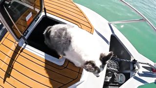 Can I Cook Giant Lobster Using The Sun?