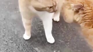 Funny cats that you make you laugh ????