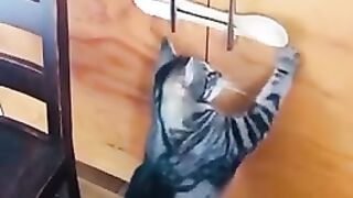 Медвежатник