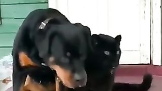 Уот такой Котовторник с Собакочетвергом