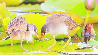 Most beautiful Birds 16 #nature #shorts#febspot