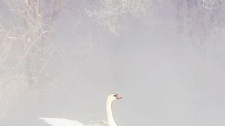 Most Beautiful Birds 17 | Meditation Video | Relaxing Nature | febspot