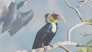 Most Beautiful Birds 18 |Nice Nature | Peaceful Nature | viralfebspot