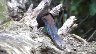 Dunia Burung - CCTV Di Dalam Hutan Merekam Burung - burung Cantik Dan Langka Di dalam Hutan