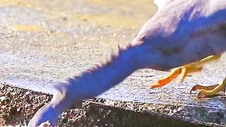 Most beautiful Birds 19 | Calm and Relax | Amazing Scenery | viralfebspotvideo