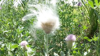 Beautiful View of Nature | Deep Sleep | Relax your Mind | febspotvideo