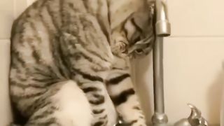 Hilarious Cat Fails: Cat Revolutionizes Comedy in 2023! 2