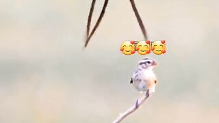 Chirya chirya kaya karti hai