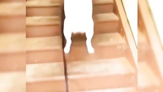funny  chien chat drole
