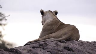 Lioness Resting on Rock 01