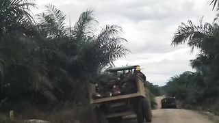 palm  oil