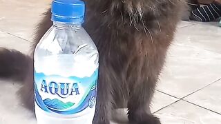 Nono Cute and Funny Persian Cat