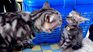 Funny animals 1