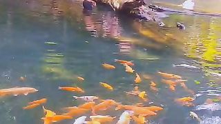 Mandi di kolam ikan
