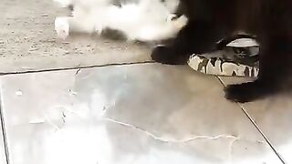 Try Not To Laugh At This Cat