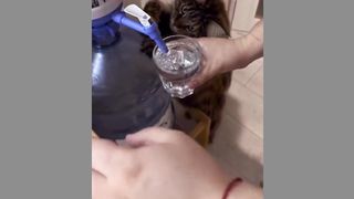 cute cat & dog