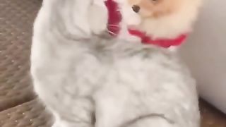 Funny animals 107
