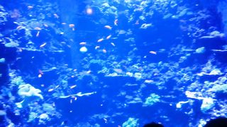 Abudhabi aquarium