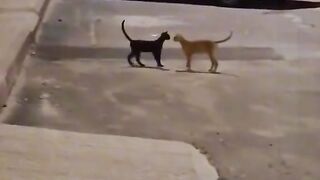 lovely cats couple kiss