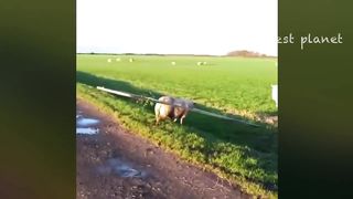 Funniest Dogs And Cats Videos ???? - Best Funny Animals Videos 2023???? 3