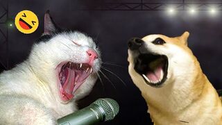 Funniest Dogs And Cats Videos ???? - Best Funny Animals Videos 2023???? 4