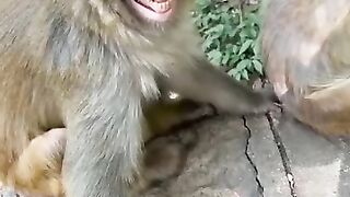 funy clips