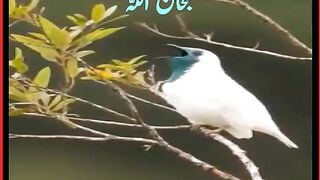 Smoke bird.Wonder bird.  یہ پرندہ جب آٹھویں مرتبہ آواز نکالتا ہےتو دھواں چھوڑتا ہے