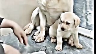 Videos that will make you cry ????????. A mother ????????__ relation between mother and her child.