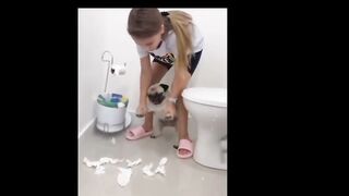 Cat and dog funny video 2
