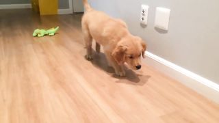 Ultimate FUNNY DOGS & CUTE PUPPIES of 2018 | Try Not to Laugh Animals & Pets Compilation April 2