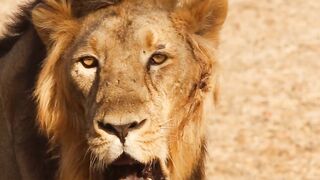 10 facts about lions