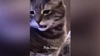 Funny animals 108