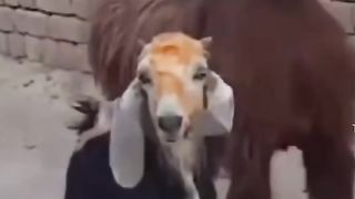tiktok drôle 22