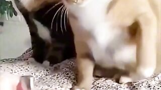 tiktok drôle 24