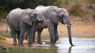 elephant 4k