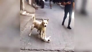 New funny animal vidoes 2023 ???? funniest cats and dogs videos ???????? #2