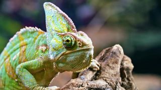 chameleon 4k