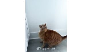 100% you laugh ???? | funny cats compliation
