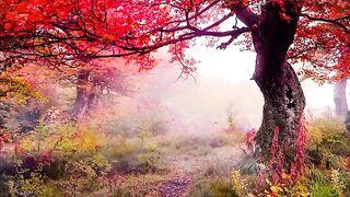 Beauty of nature 31