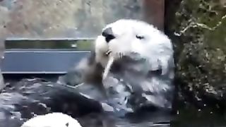 Otters being massaged
