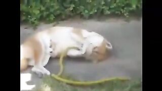 Dogs that make cat noises?