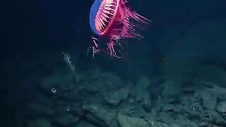 Jellyfish that look like aliens.