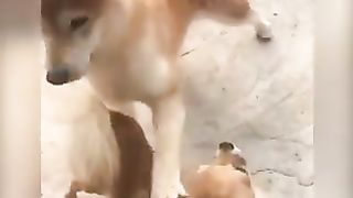 Dogs who messed with other dogs get angry.