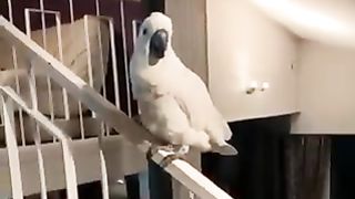 Birds playing dangerously