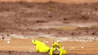 Yellow Frog