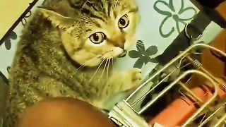 Funny cat