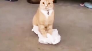 Funny animal videos 2023????