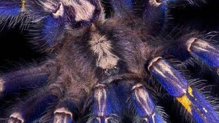 Gooty sapphire ornamental