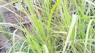 کیا اپ کے پاس بھی فری کے پودے ہیں ان کو ضرور سنبھالیں